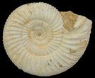Perisphinctes Ammonite - Jurassic #68164-1